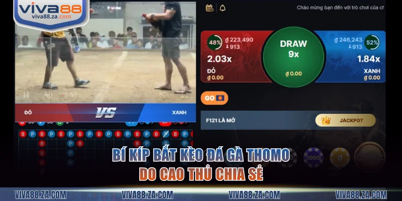 Bí kíp bắt kèo đá gà Thomo luôn thắng