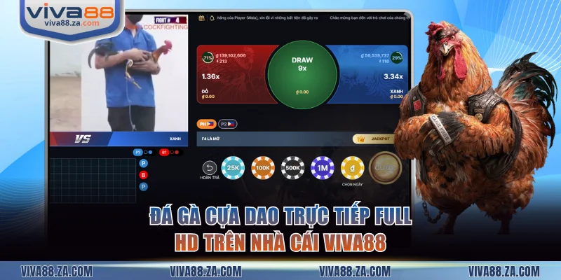 Đá gà cựa dao