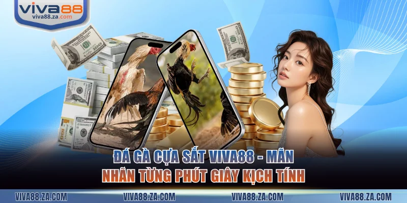 Đá gà cựa sắt