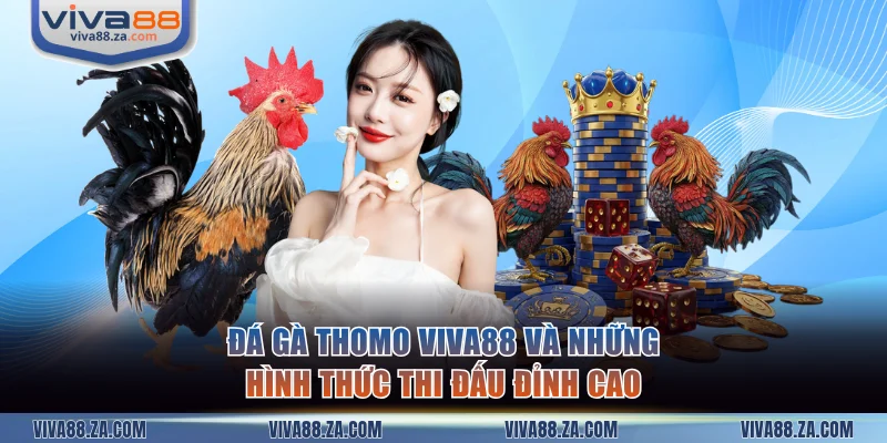 Đá gà Thomo