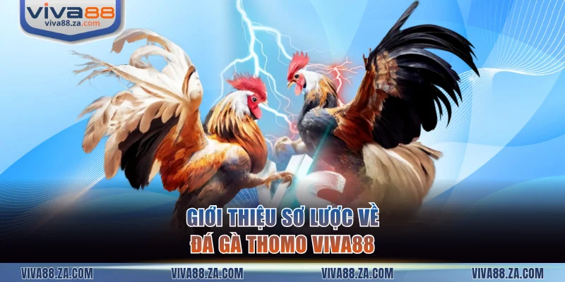 Giới thiệu sơ lược về đá gà Thomo VIVA88