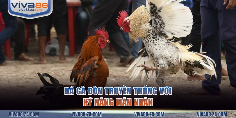 Hình thức chọi gà đòn truyền thống quen thuộc