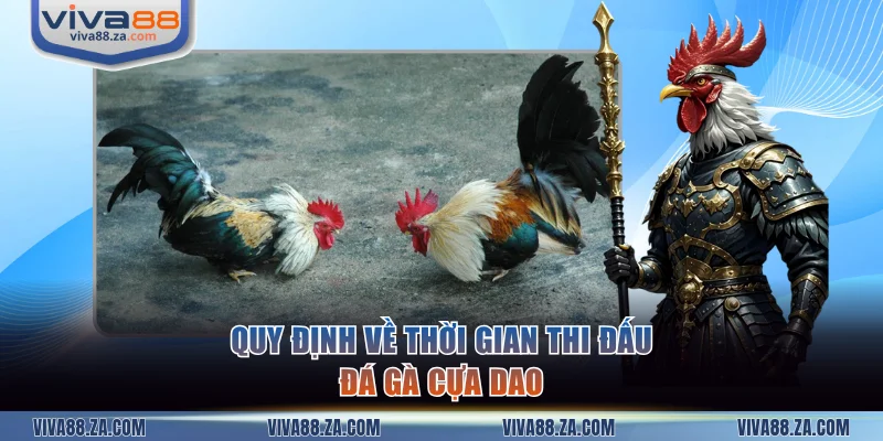 Quy định về thời gian thi đấu đá gà cựa dao