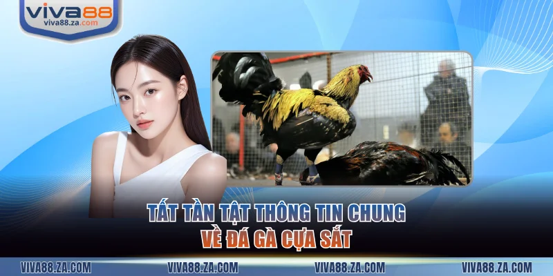Tất tần tật nội dung cần biết về đá gà cựa sắt