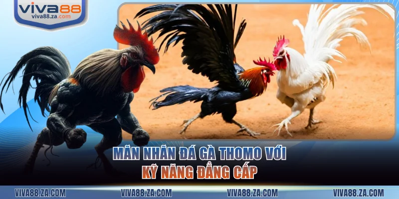 Trận đấu Thomo cân bằng giữa kỹ năng và sức mạnh