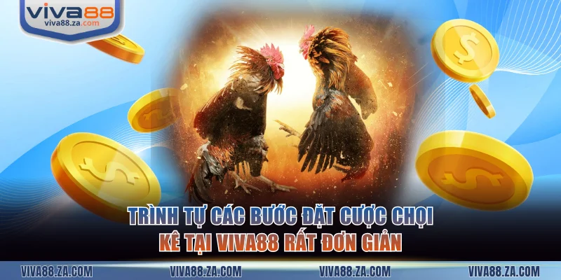 Trình tự các bước đặt cược chọi kê tại VIVA88